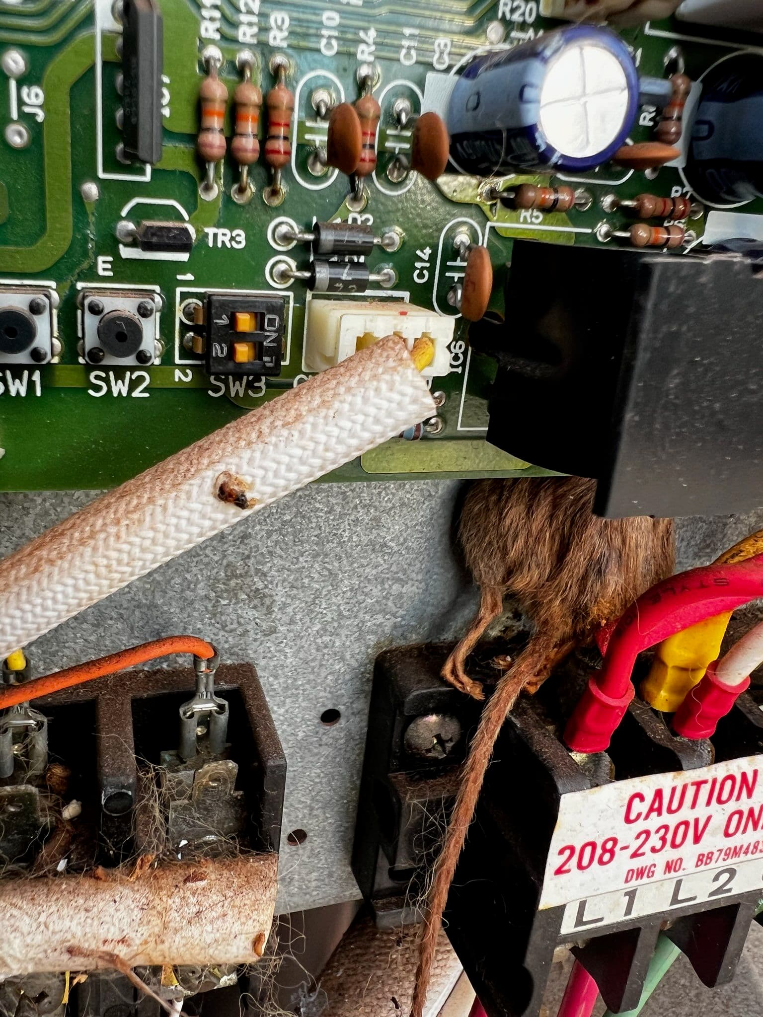 Rat Disruption Managed by HVAC Experts image