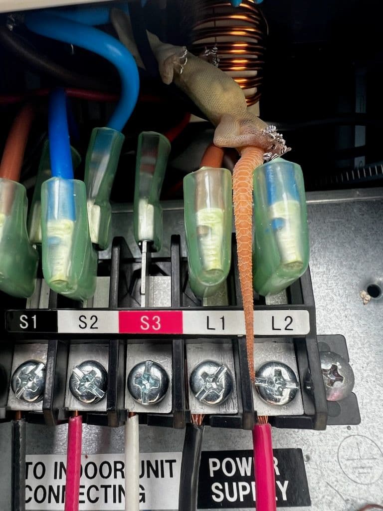Wildlife in HVAC Circuits Swiftly Fixed image